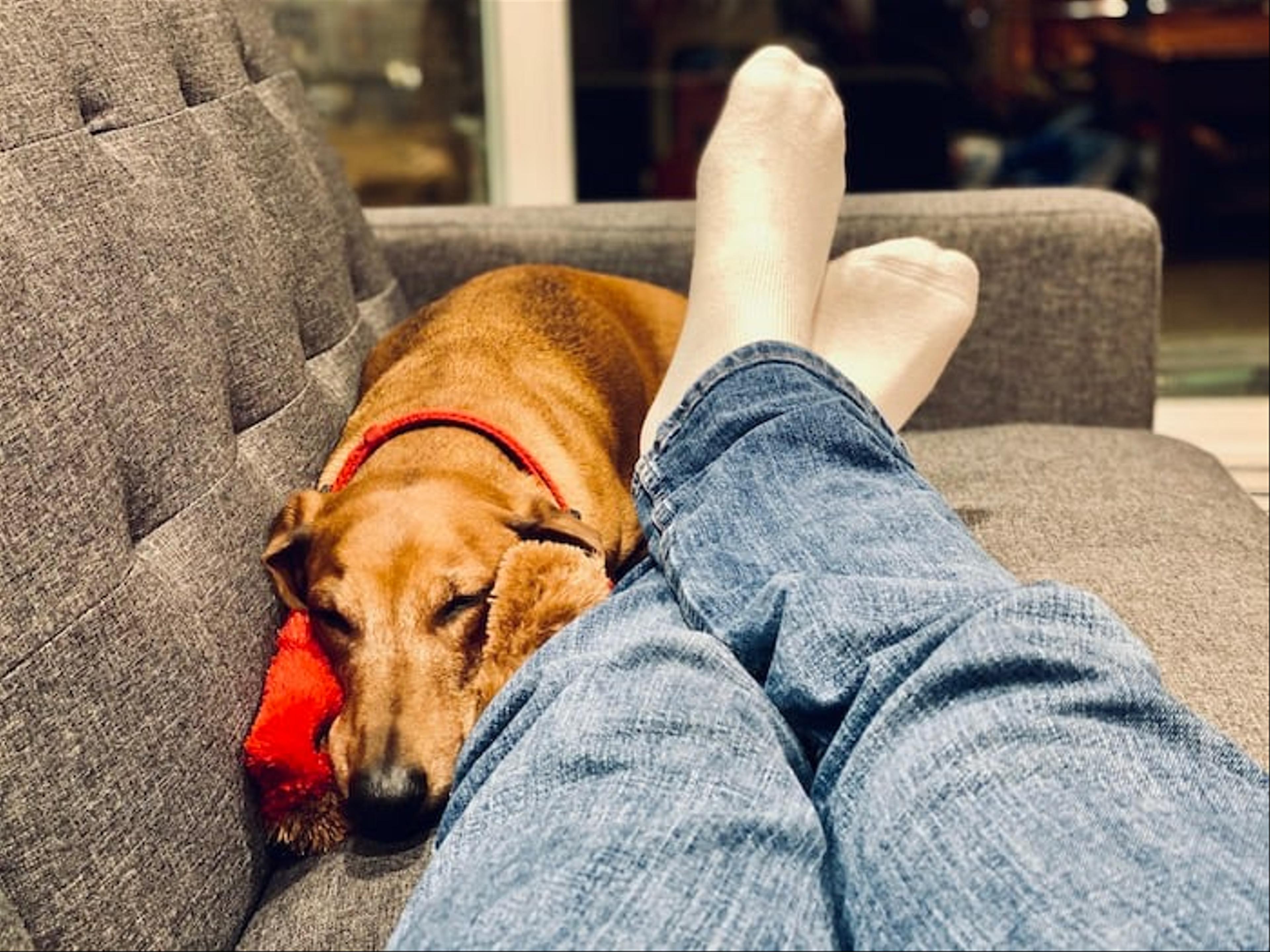 Resting on a couch with a dog sleeping at the feet